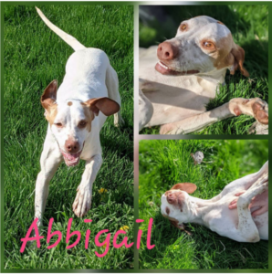 Abbigail