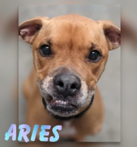 Aries