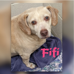 Fifi