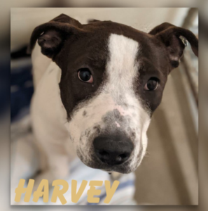 Harvey