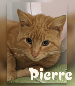 Pierre