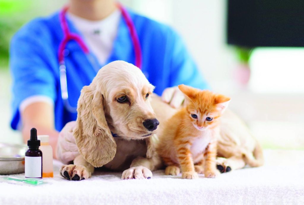 Vet